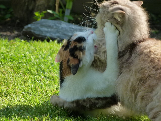 Kampfes mutig und Siegesicher.