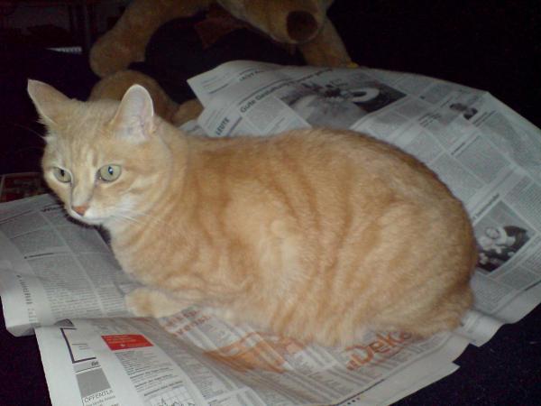 Kann man den nicht in Ruhe Zeitung lesen?