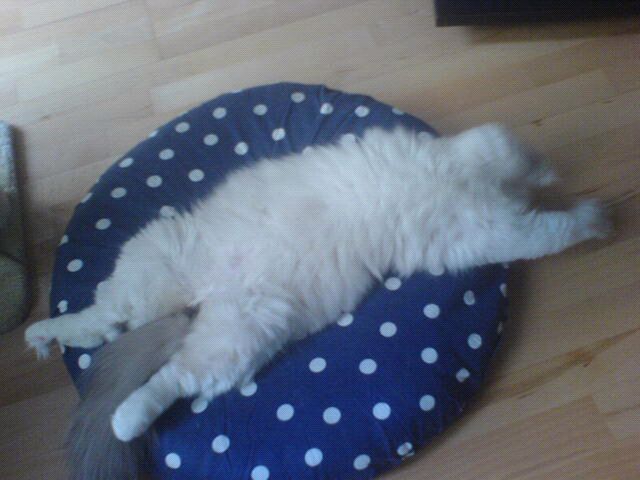 Karim - KO in der ersten Runde