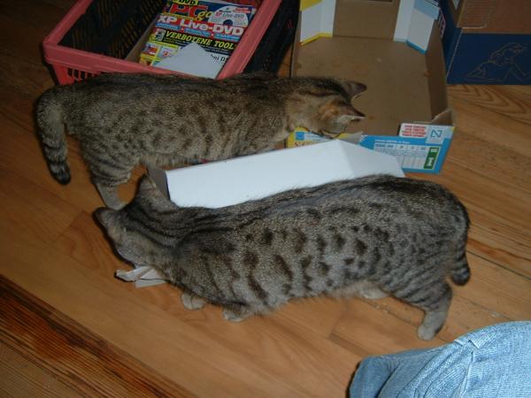 Kartonkatzen.