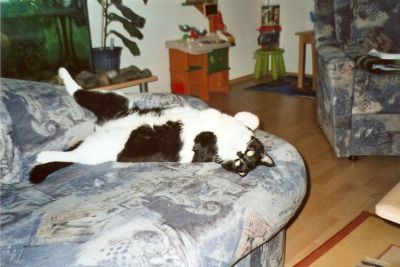 Kater Mikesch auf dem Rücken!