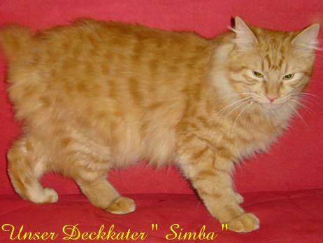 Kater Simba zeigt sich hier vion seiner schönsten Seite!