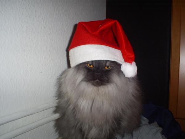 Kater Toulouse in Festtagsstimmung