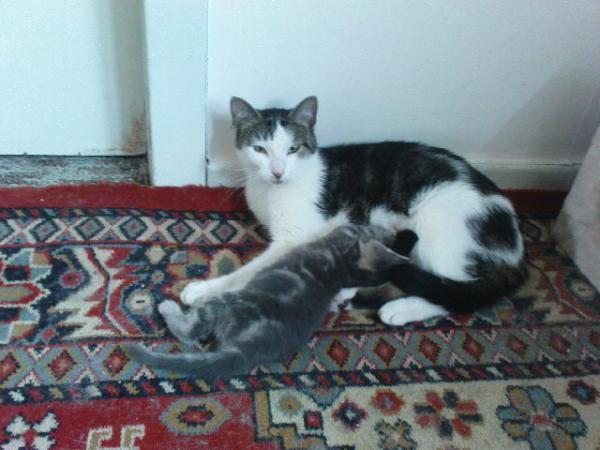 katerchen Tom, den wir leider abgeben mussten