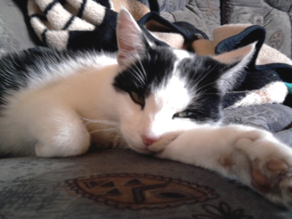 Katinka

sie ist einfach bei mir eingezogen ;-)