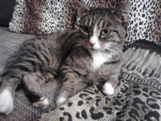 Katze Frieda ,bei chillen