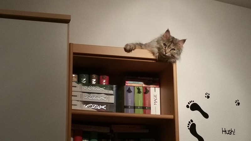 Katzen und hohe Orte - eine unendliche Liebesgeschichte.