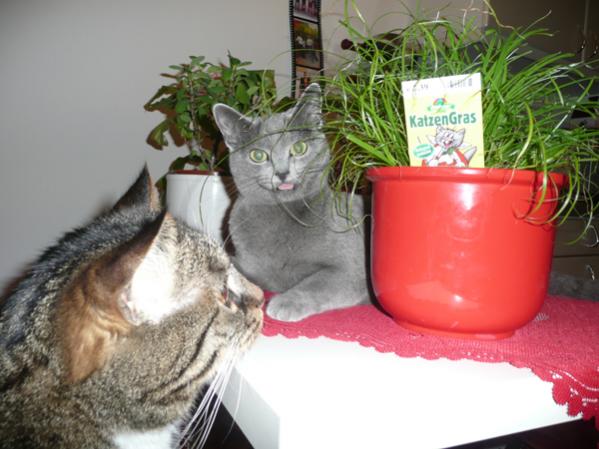 Katzengras schmeckt allen