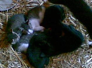 Katzenjunges auf dem Reiterhof