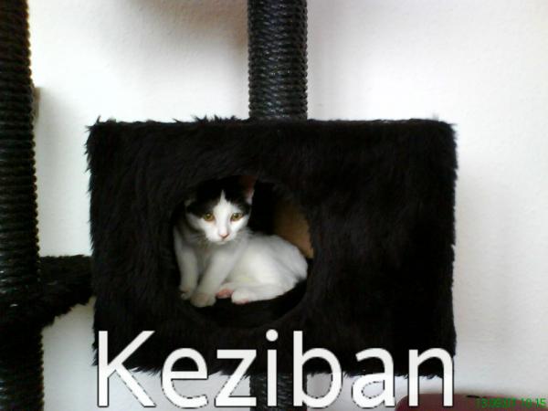 Kedi Keziban 2007