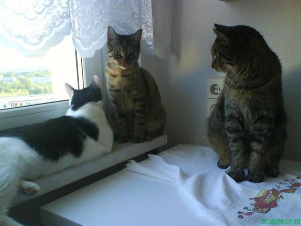 Kedi Keziban, Gülcan u. Oskar 2008