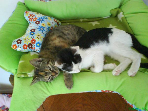 Kedi Keziban u. Gülcan 2008