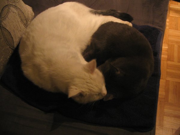 Kimba und Pauli(nchen) beim Kuscheln