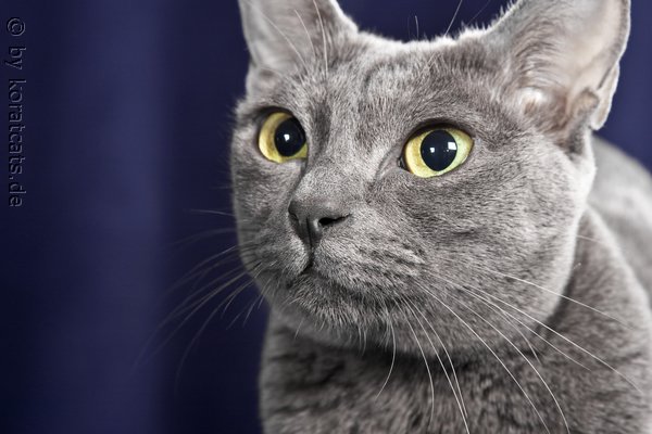 Kira (Doklao noi v. Baan Thai)