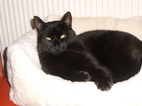 Kiriku im neuen Bett