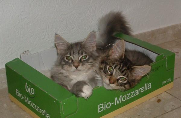 Kistenkatzen