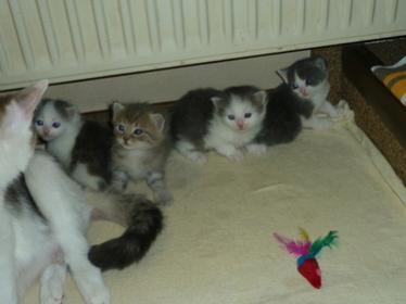 Kittenparade - geboren am 11. März 2011
von links: Lilly, Balou, Leo und Polly 

Lilly und Balou bleiben bei uns !  (ړײ)