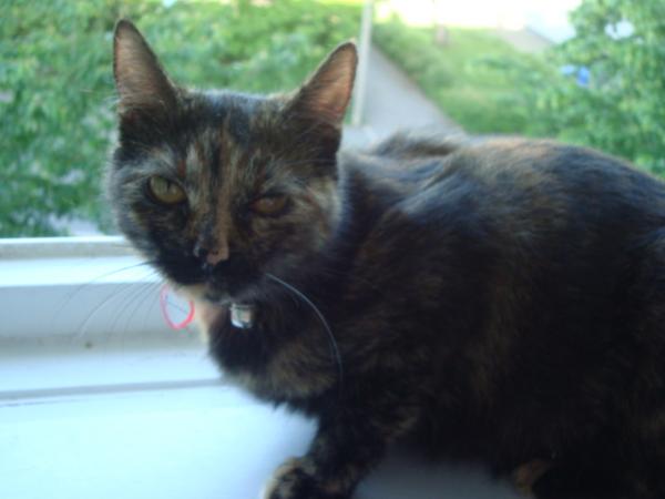 Kitty aufm Fensterbrett 1.