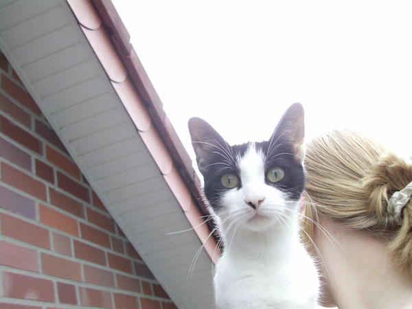 Kitty ( Mutter ca. 3 jahre )