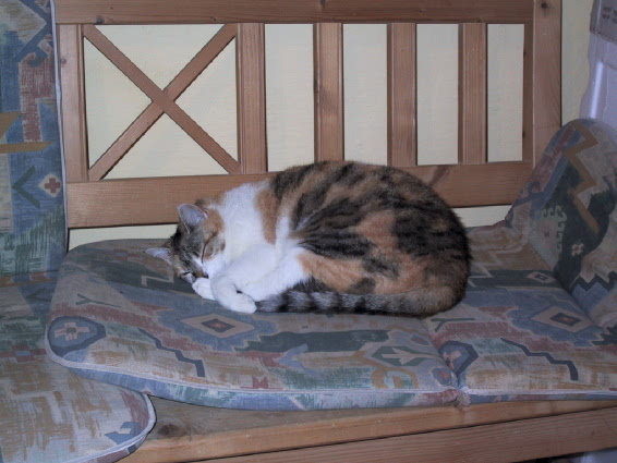 Kitty schlafend
