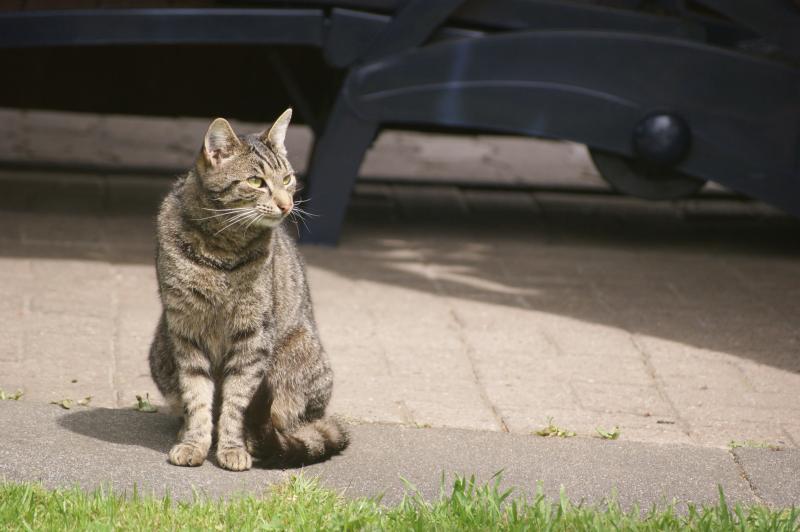 Kitty (Spitznahme Fiep Fiep) 2011