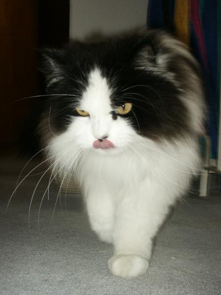 kleine Raubkatze ♥