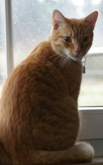 KleinerMann Fenster1