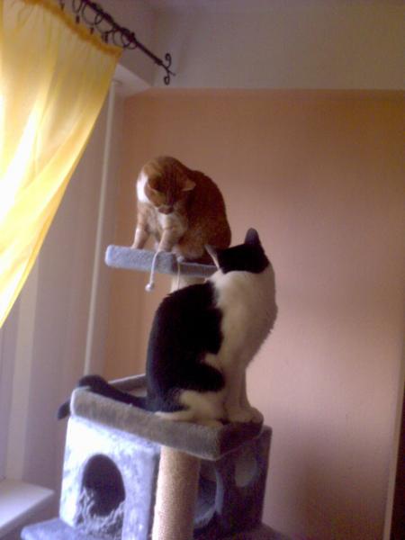 kletterspaß im umzugsstress