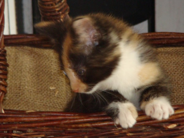 knuffig sein kann ich gut