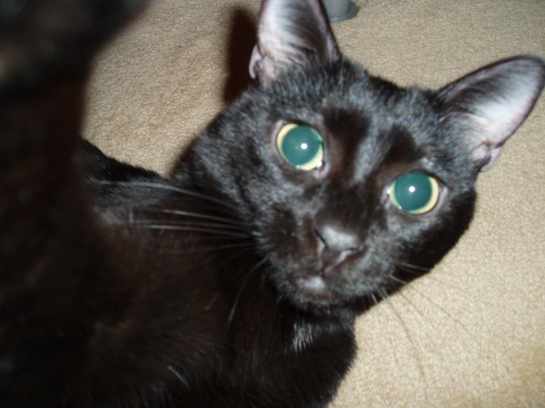 Können diese Augen lügen ????