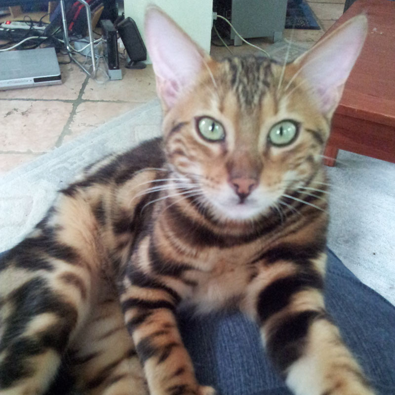 können diese Augen lügen