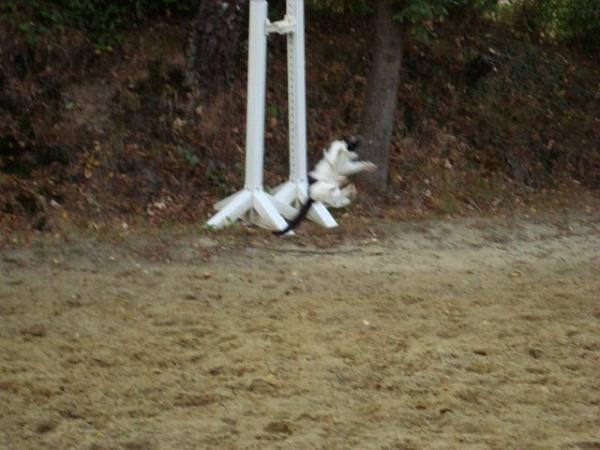 können katzen Fliegen?