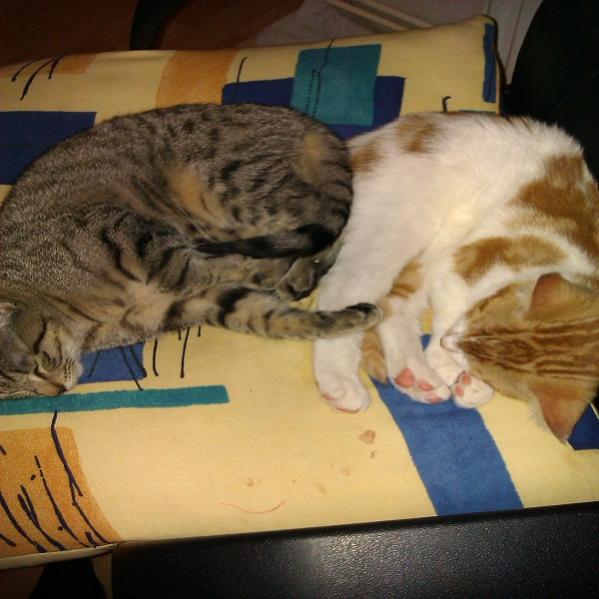 Komm ich reiche dir meine Pfote (Ticky &amp; Krümmel)