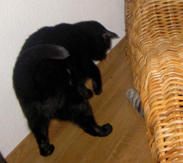 ..komm raus oder ich hol dich..