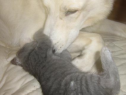 Krallen schärfen an Vater Karhu