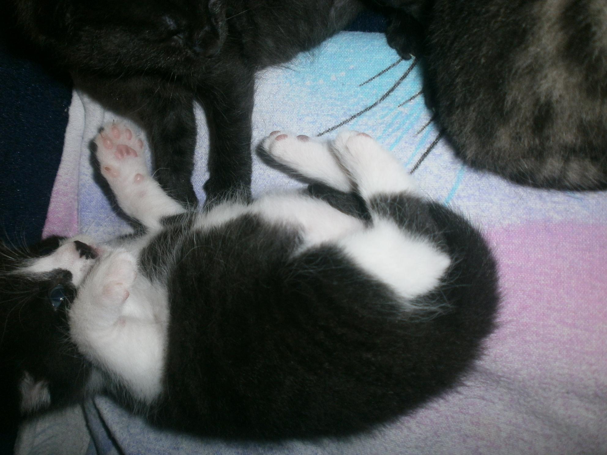 Kratzekuscheln die II.