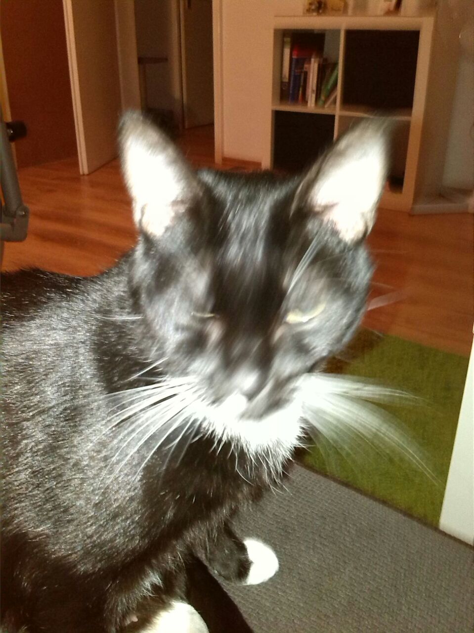 Kucku wer bist du den?