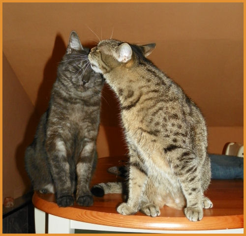 Kumpels...mal mehr, mal weniger :-)