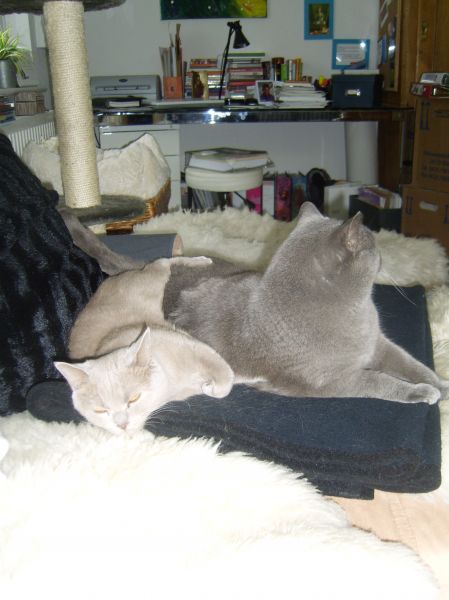 Kuscheln very britisch