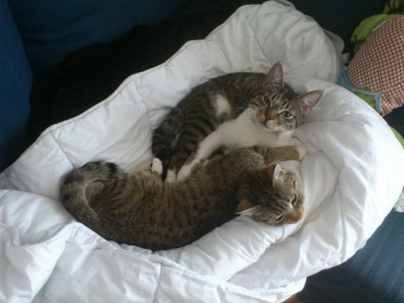 Kuscheltime (Mai 2013)