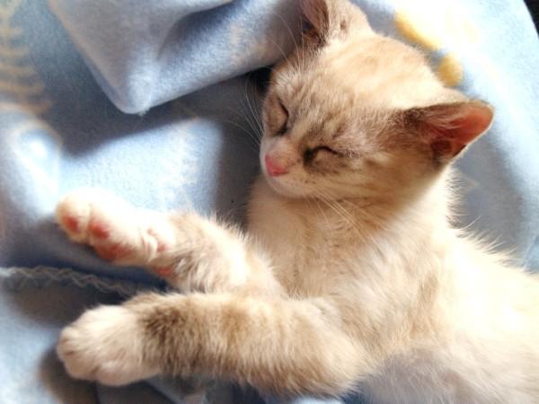 l c38d8230f8c544539654e460dcb99c6c