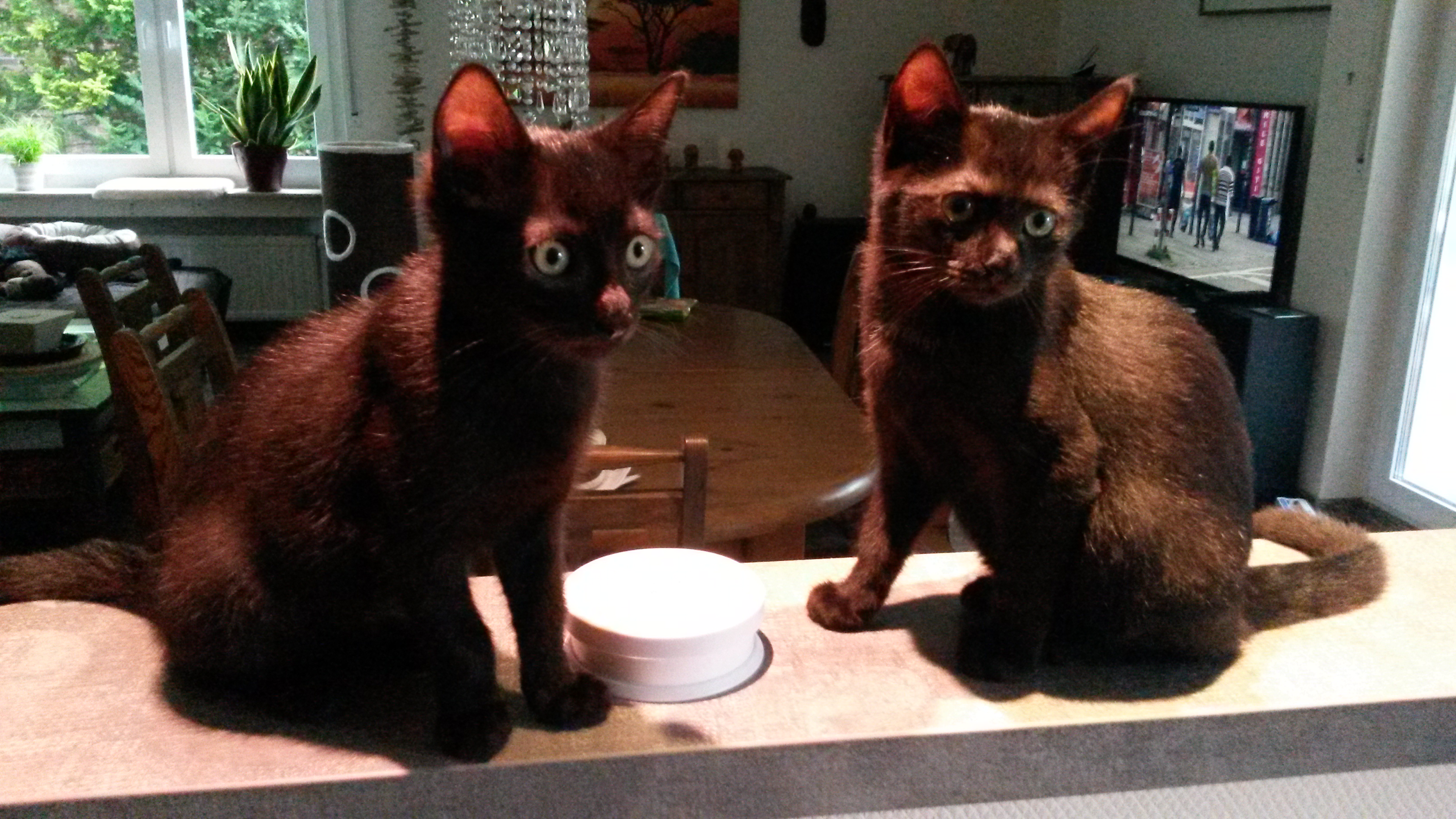 Langsam wird es besser, ich (links im Bild) nehme zu...wäre auch komisch, wenn nicht...bei 400 g Futter am Tag (MEINE Portion!)