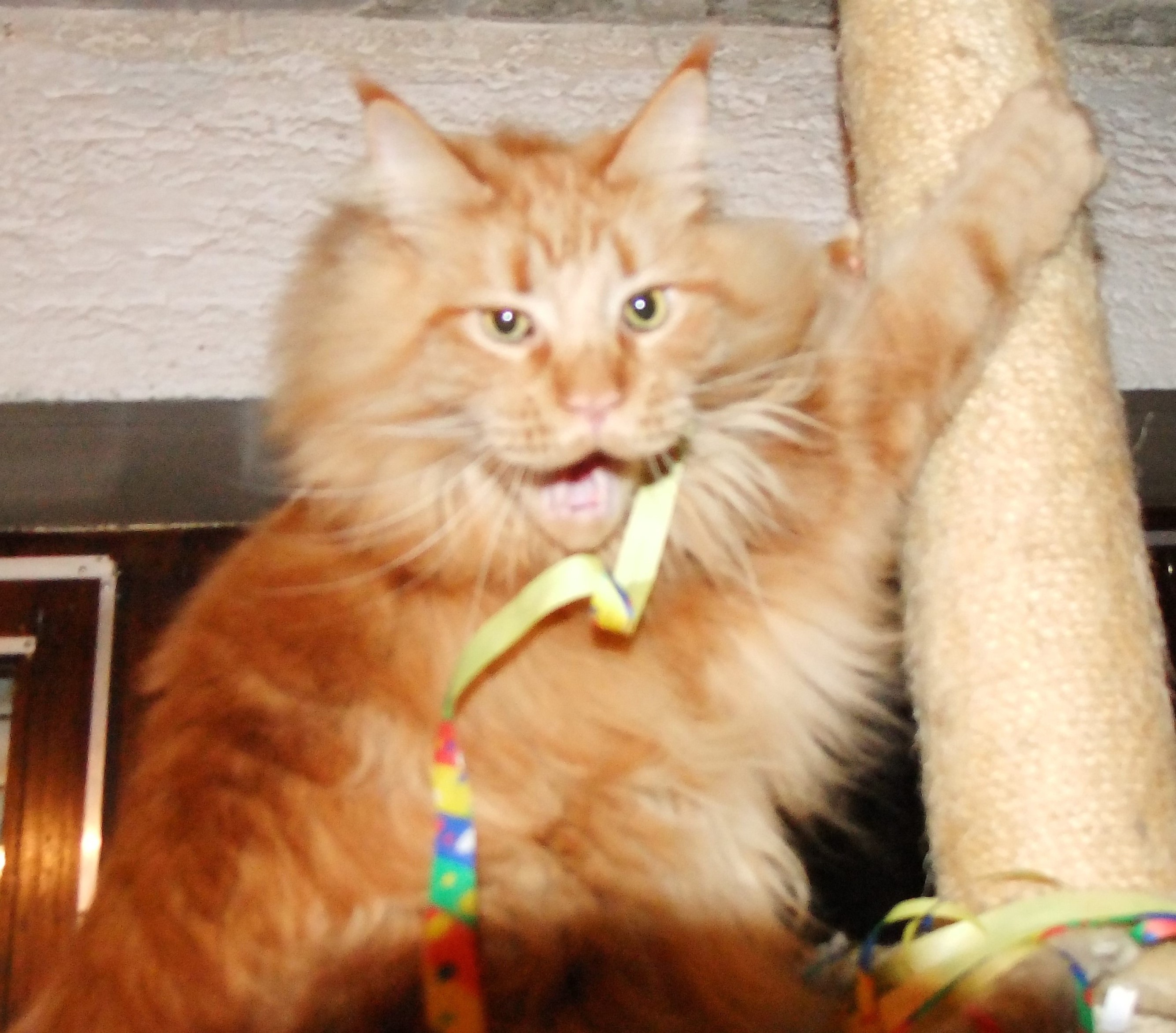 leider ein unscharfer aber glücklicher Leo