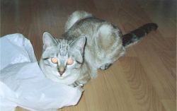 Leila,die Mama von unserer Tapsi!