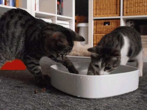 Leni und Tinka beim spielen mit der Wasserschüssel. Ich habe Tütenklips hineingetan. Das fanden die beiden total klasse. Am Ende war alles nass :-)