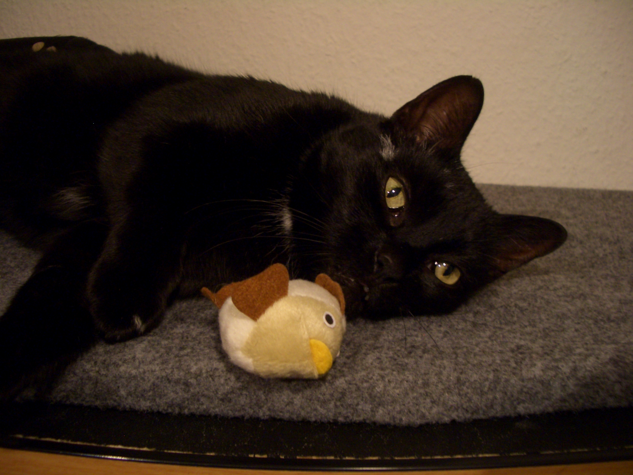 Lenny auf seinem Aquarium