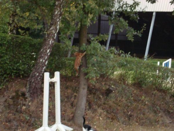 letzten sommer, die ersten kletterversuche