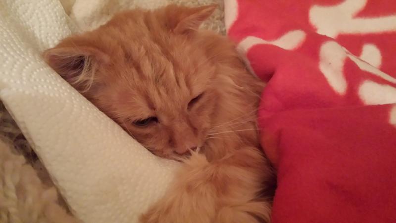 Letztes Foto , heute 06.03.2014 , mein Felix. Für immer in Liebe , deine Mama:*