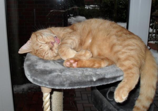 Lieblingsbeschäftigung - nach Fressen