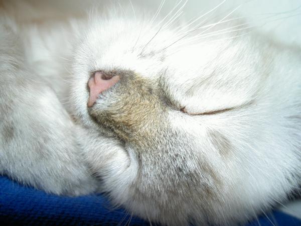 Lieblingsbeschäftigung von Pommes: Schlafen